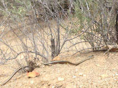 Masticophis lateralis