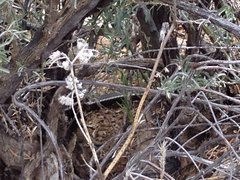 Masticophis lateralis