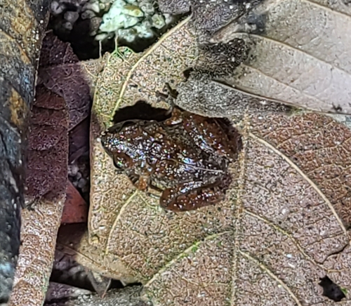 Smith's Pigmy Robber Frog, Craugastor hobartsmithi