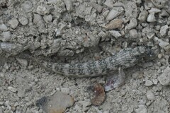 Arabian Goby photo 4