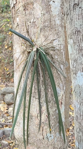 Trichocentrum cebolleta, photograph 3