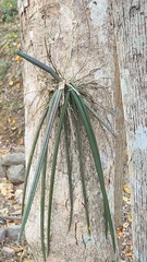 Trichocentrum cebolleta, photograph (c) Alberto Alcalá, some rights reserved (CC BY)