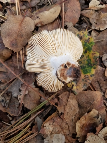 iNaturalist observation photo of Common Gilled Mushrooms and Allies
