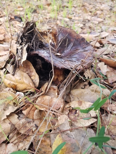 iNaturalist observation photo of Common Gilled Mushrooms and Allies