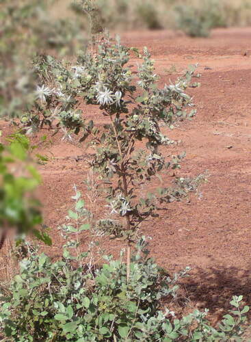 Guiera senegalensis