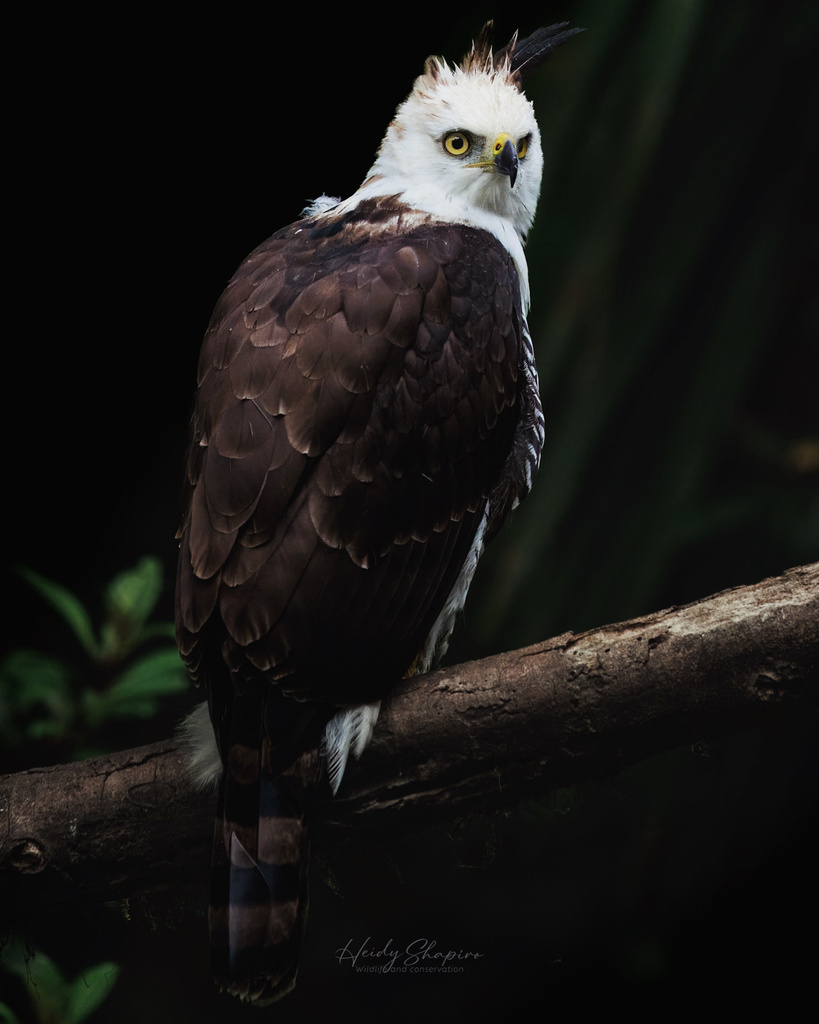 Neotropical Hawk-Eagles