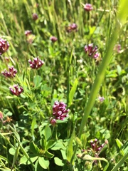 Trifolium gracilentum