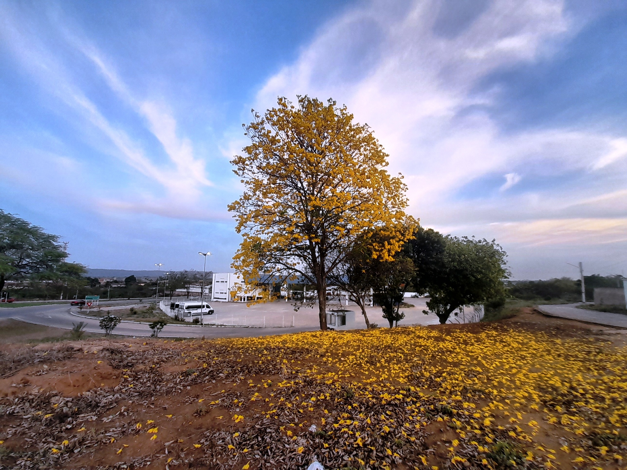Imagem de Ipê-amarelo