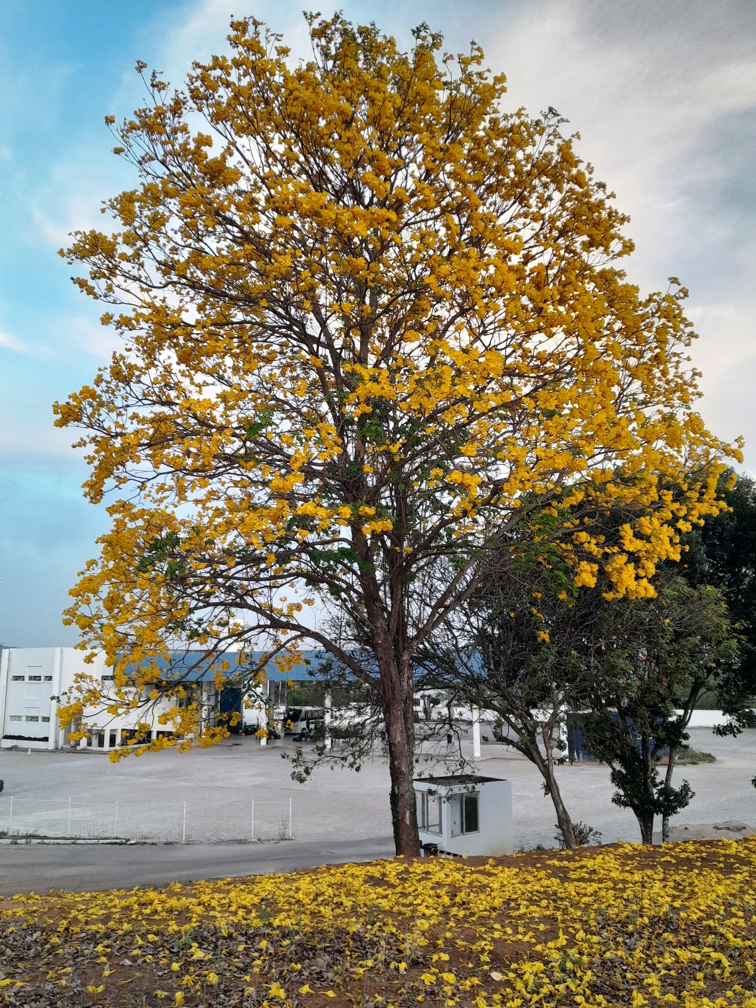 Imagem de Ipê-amarelo