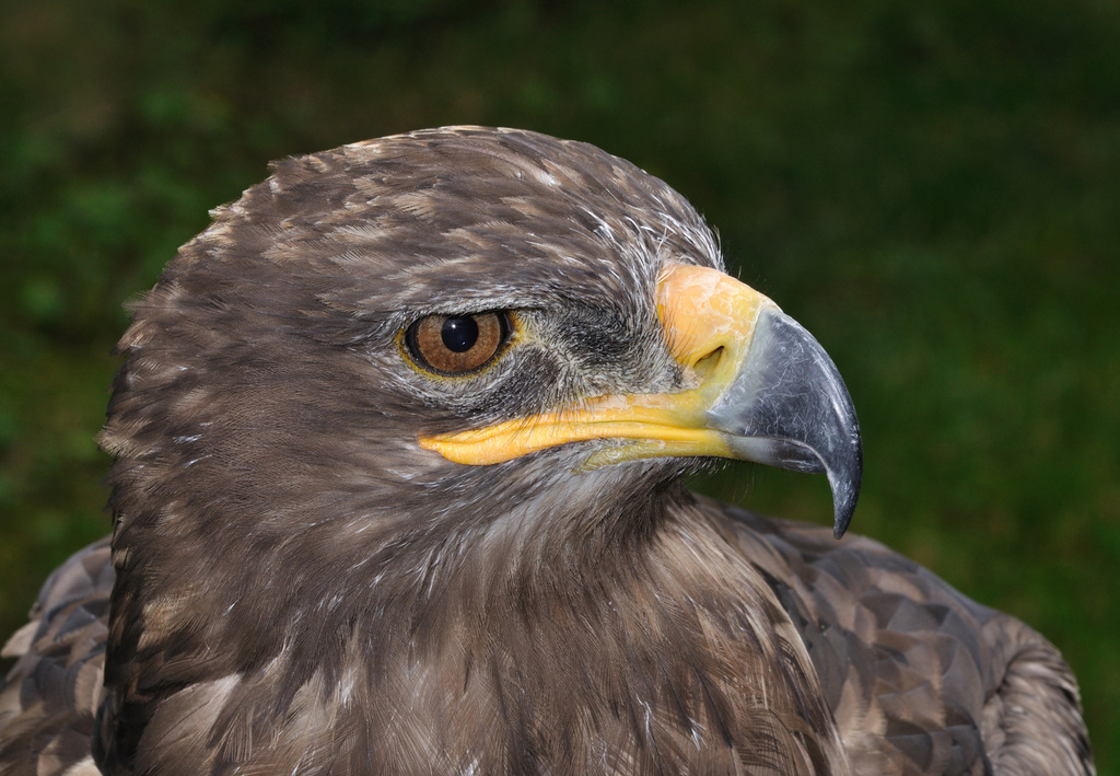 Harris's Hawk (Harris's)