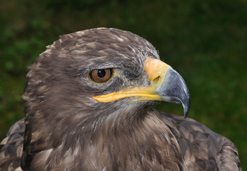 Harris's Hawk (Harris's)
