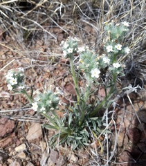 Cryptantha multicaulis