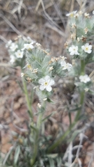 Cryptantha multicaulis