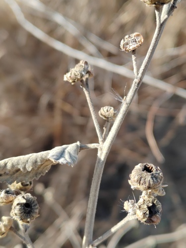 Foto de Malva-cannabis