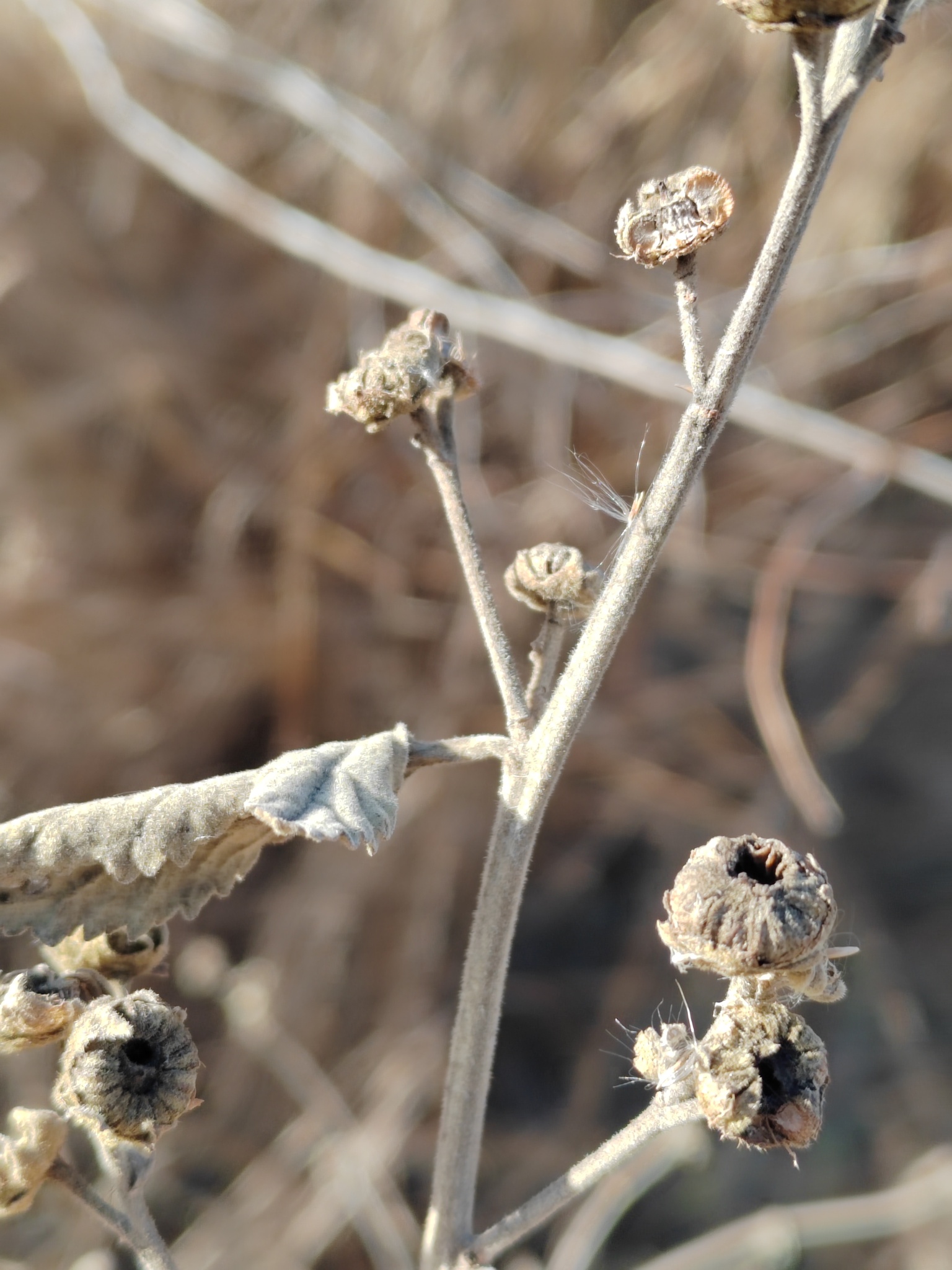 Imagem de Malva-cannabis