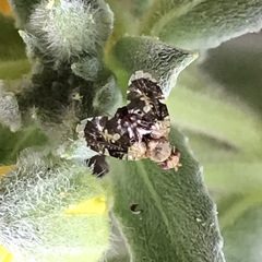 Cryptotreta cislimitensis