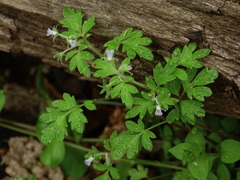 Phacelia covillei