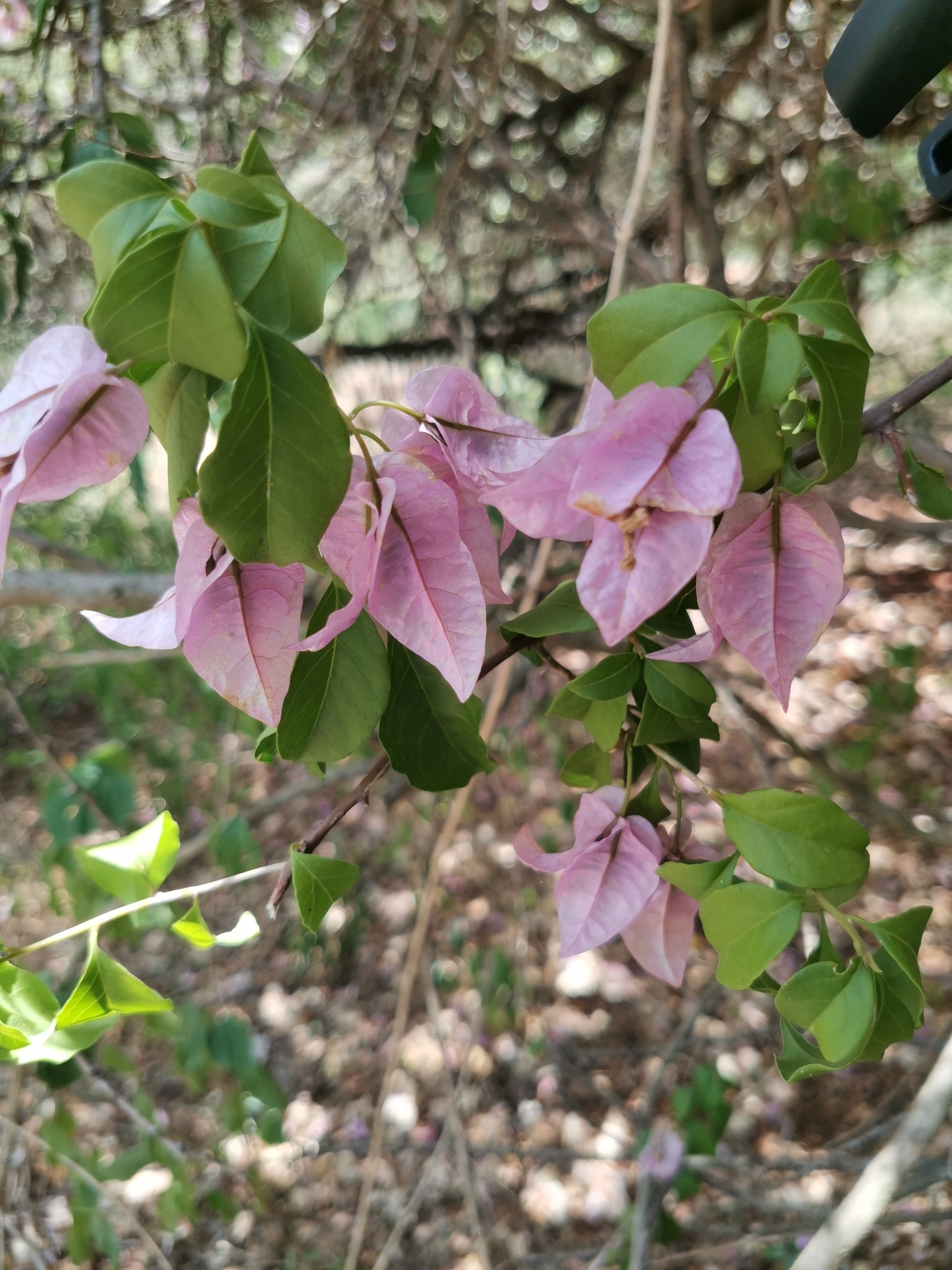 Imagem de Primavera
