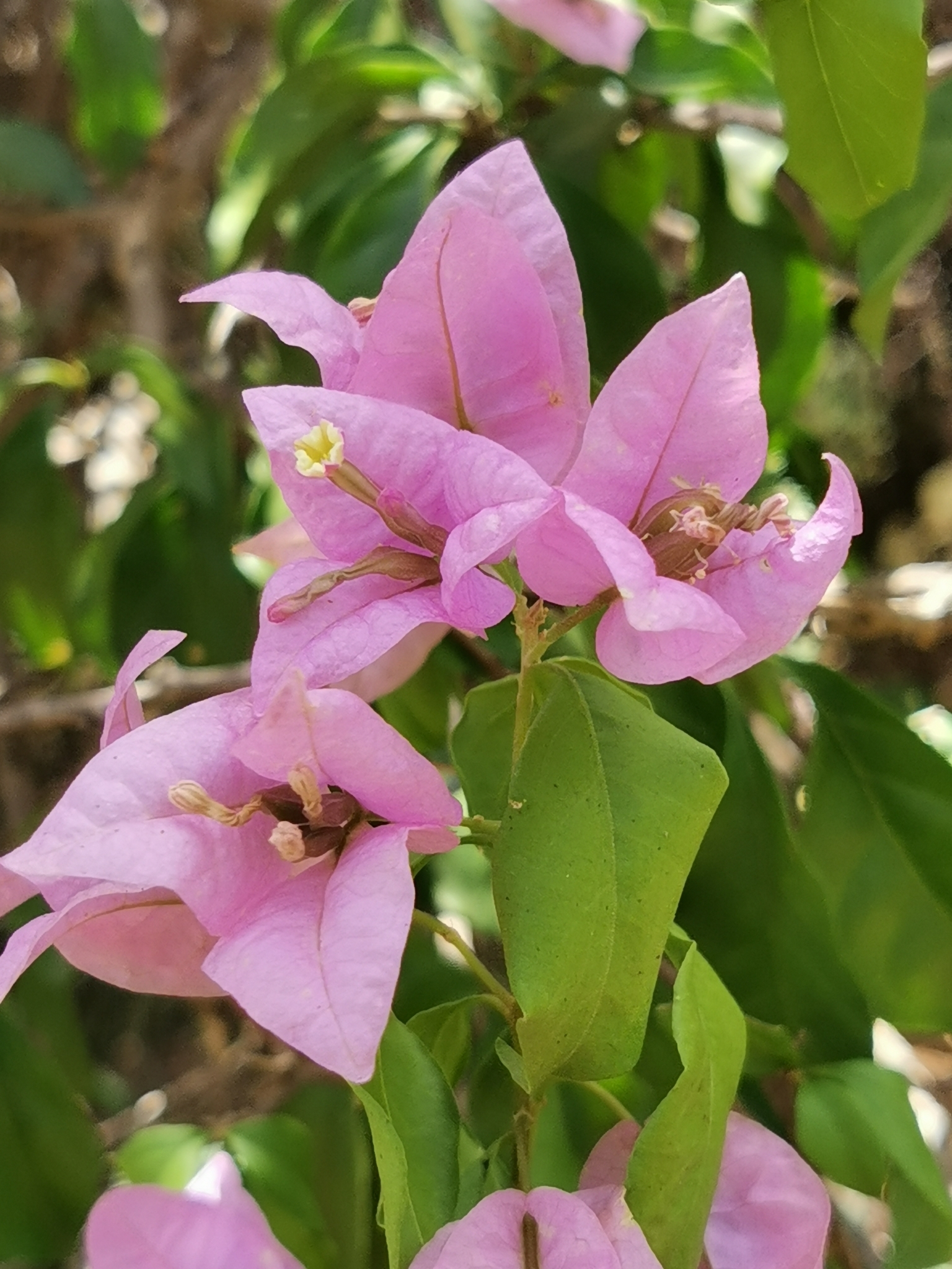 Imagem de Primavera