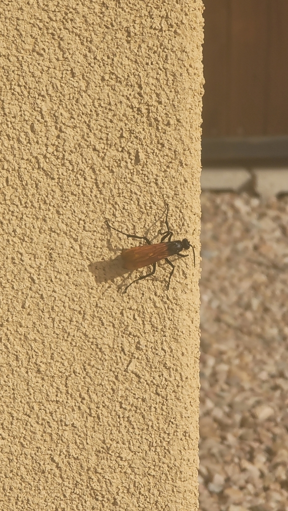 New World Tarantulahawk Wasps from Miramonte at the River, Tucson, AZ