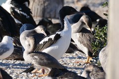 Leucocarbo chalconotus