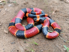 Central American Coral Snake photo 1