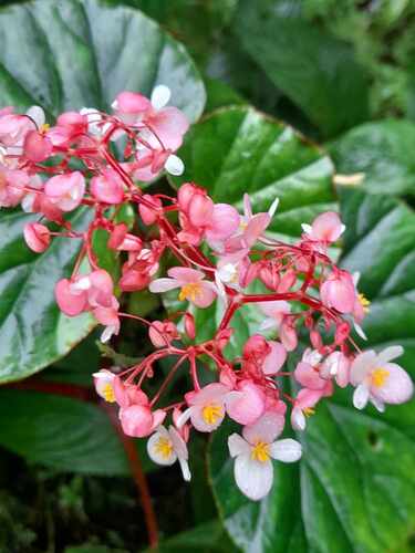 Begonia obliqua