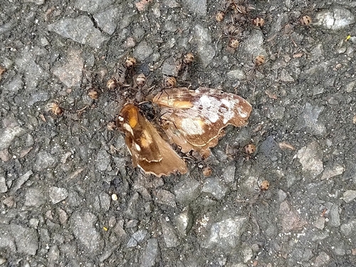 American Snout