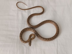 Plee's Tropical Racer photo 4