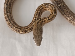 Plee's Tropical Racer photo 3
