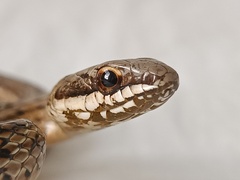 Plee's Tropical Racer photo 2