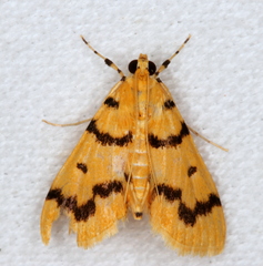 Dichocrocis clytusalis