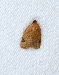 Meritastis