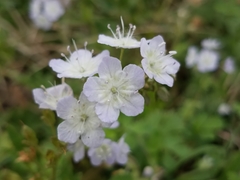 Phacelia dubia
