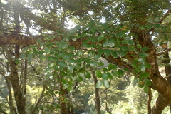 Nothofagus solandri
