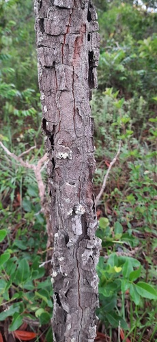 Foto de Cagaita