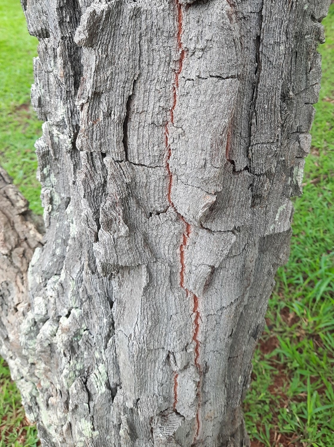 Imagem de Cagaita