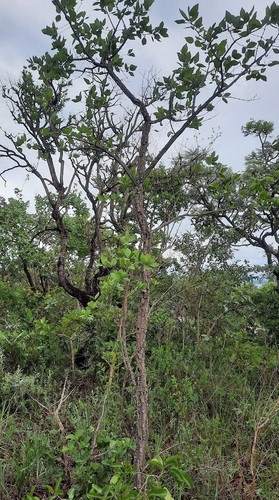 Foto de Cagaita