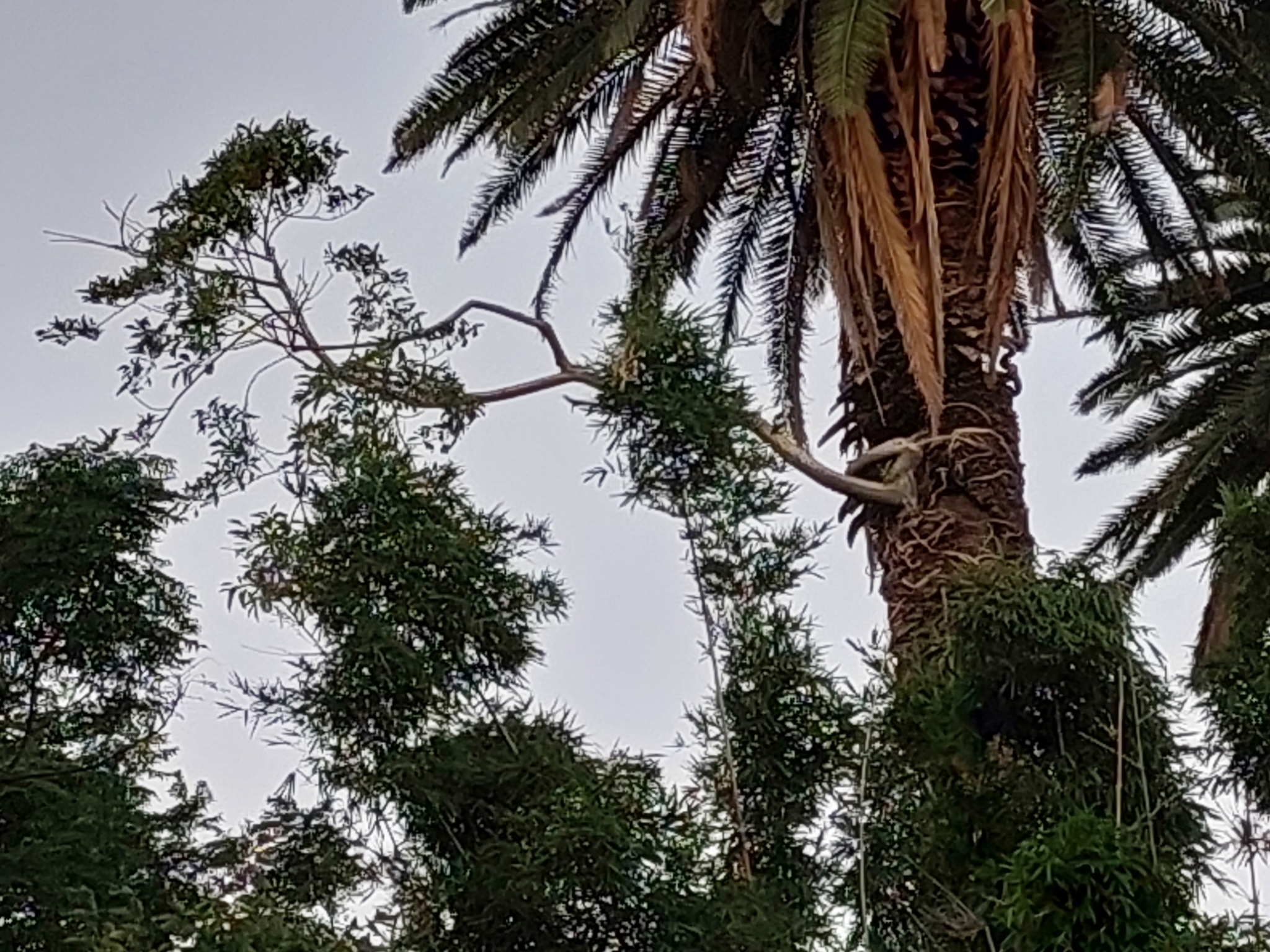 Imagem de Figueira