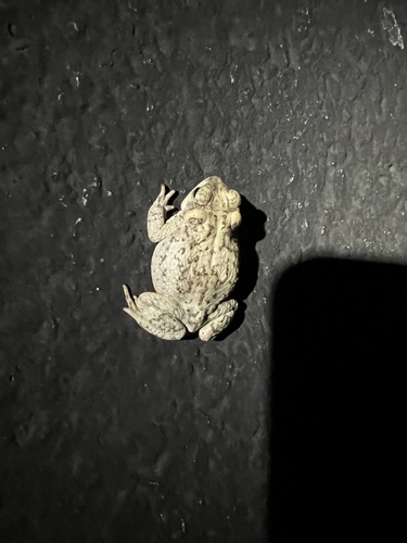 iNaturalist observation photo of Red-spotted Toad