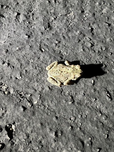 iNaturalist observation photo of Red-spotted Toad