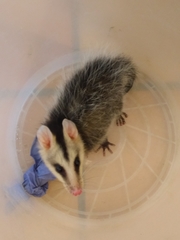 Didelphis pernigra