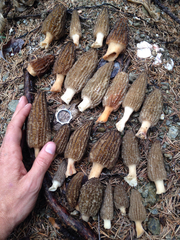Morchella importuna