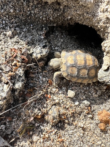 iNaturalist observation photo of Mojave Desert Tortoise
