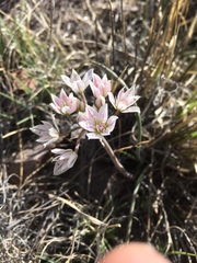 Allium macropetalum