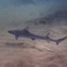 Common Smooth-Hound - Photo (c) Ben Jobson, some rights reserved (CC BY), uploaded by Ben Jobson