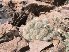 Escobaria organensis