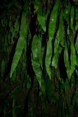 Loxogramme dictyopteris