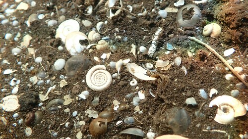 Whirlpool Ram's-horn, Pakenham Fen Suffolk, UK, photo 10 of 10