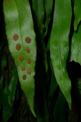 Loxogramme dictyopteris